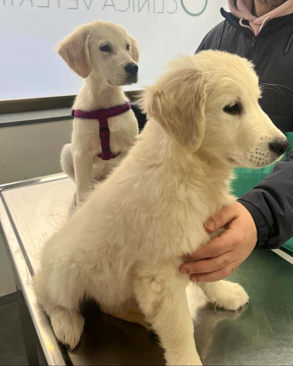 Clínica Veterinària 9 d'Octubre