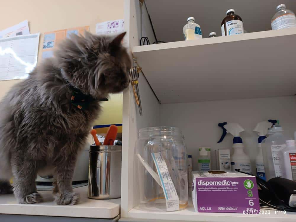 ALBÉITAR CLÍNICA VETERINARIA. Sólo con cita previa