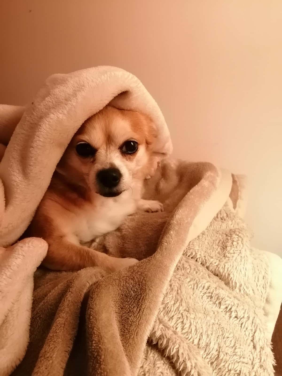 ALBÉITAR CLÍNICA VETERINARIA. Sólo con cita previa