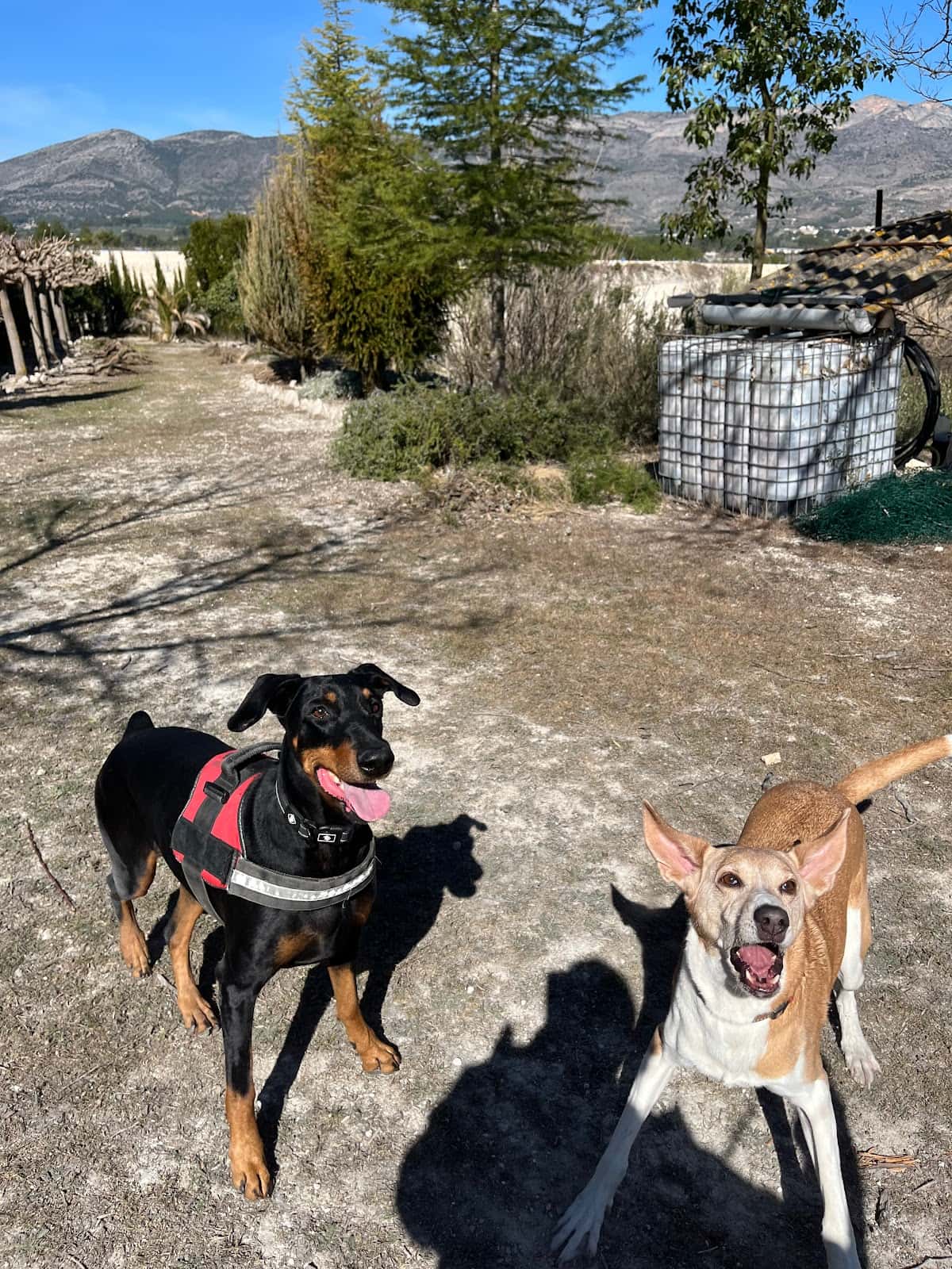 ALBÉITAR CLÍNICA VETERINARIA. Sólo con cita previa