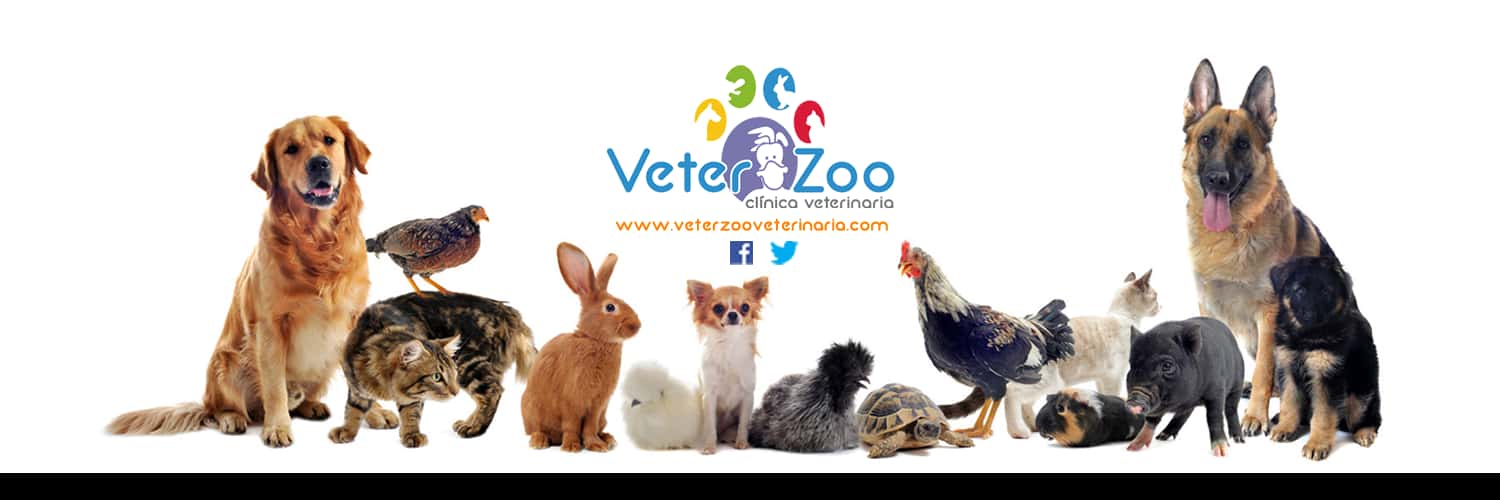 veterzoo rojales veterinario centro en rojales en alicante principalImage ADOPTA Sitios Pet Friendly