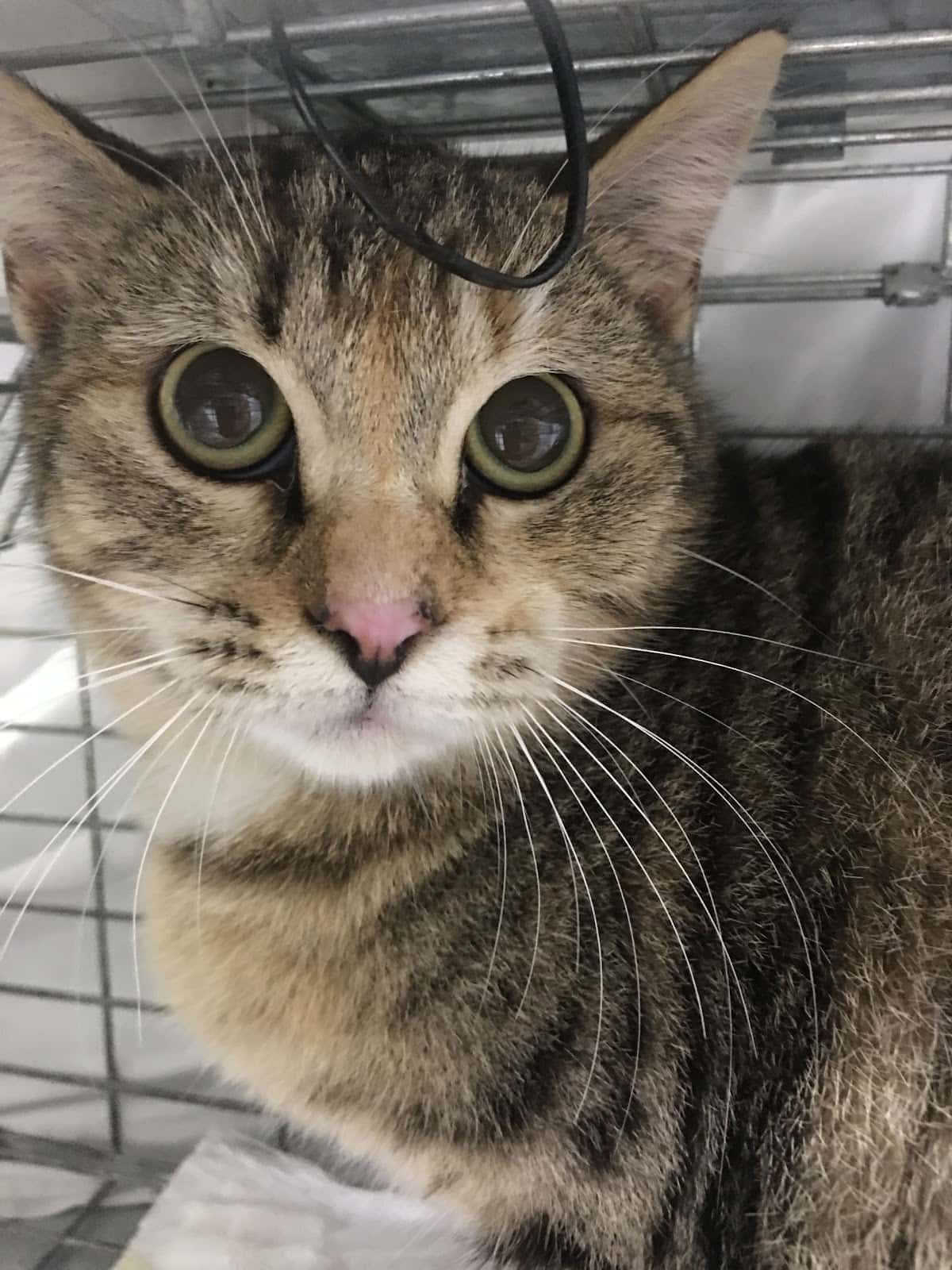 Clínica Veterinaria Benican Benijófar | MiVet