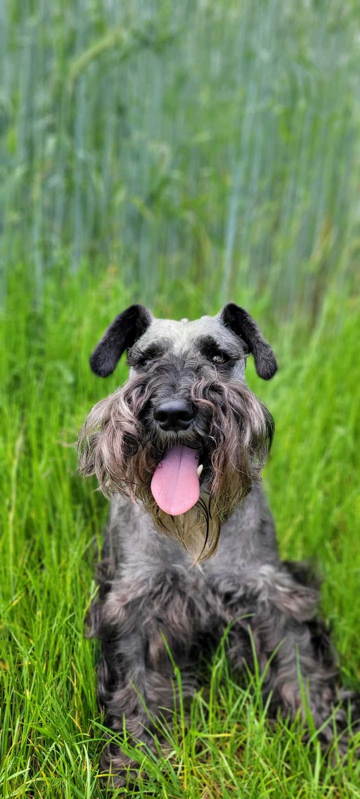 Veterinaria El Gosset
