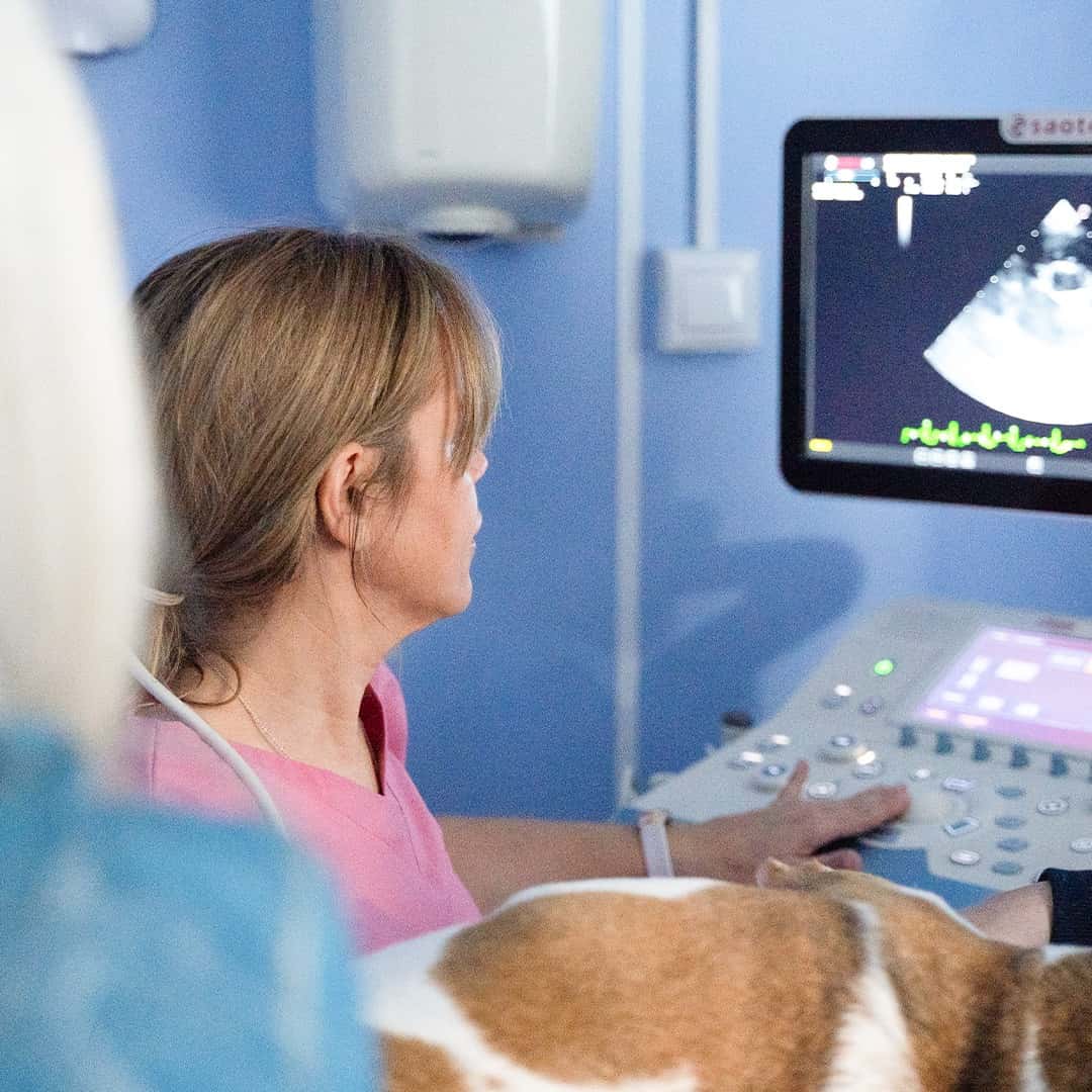 Clínica Veterinaria San Antón La Marina
