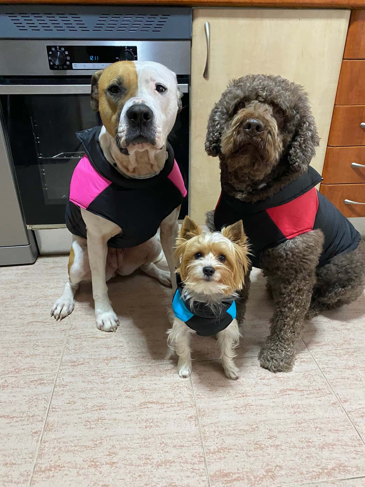 Clínica Veterinaria San Antón La Marina