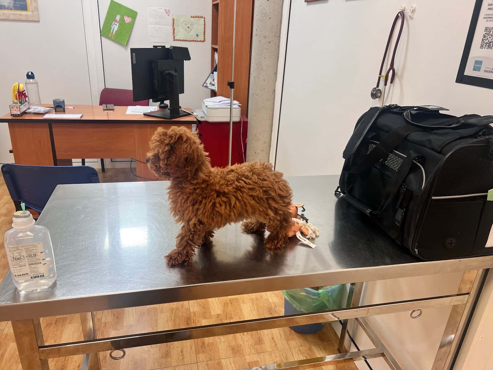 Clínica Veterinaria San Antón La Marina