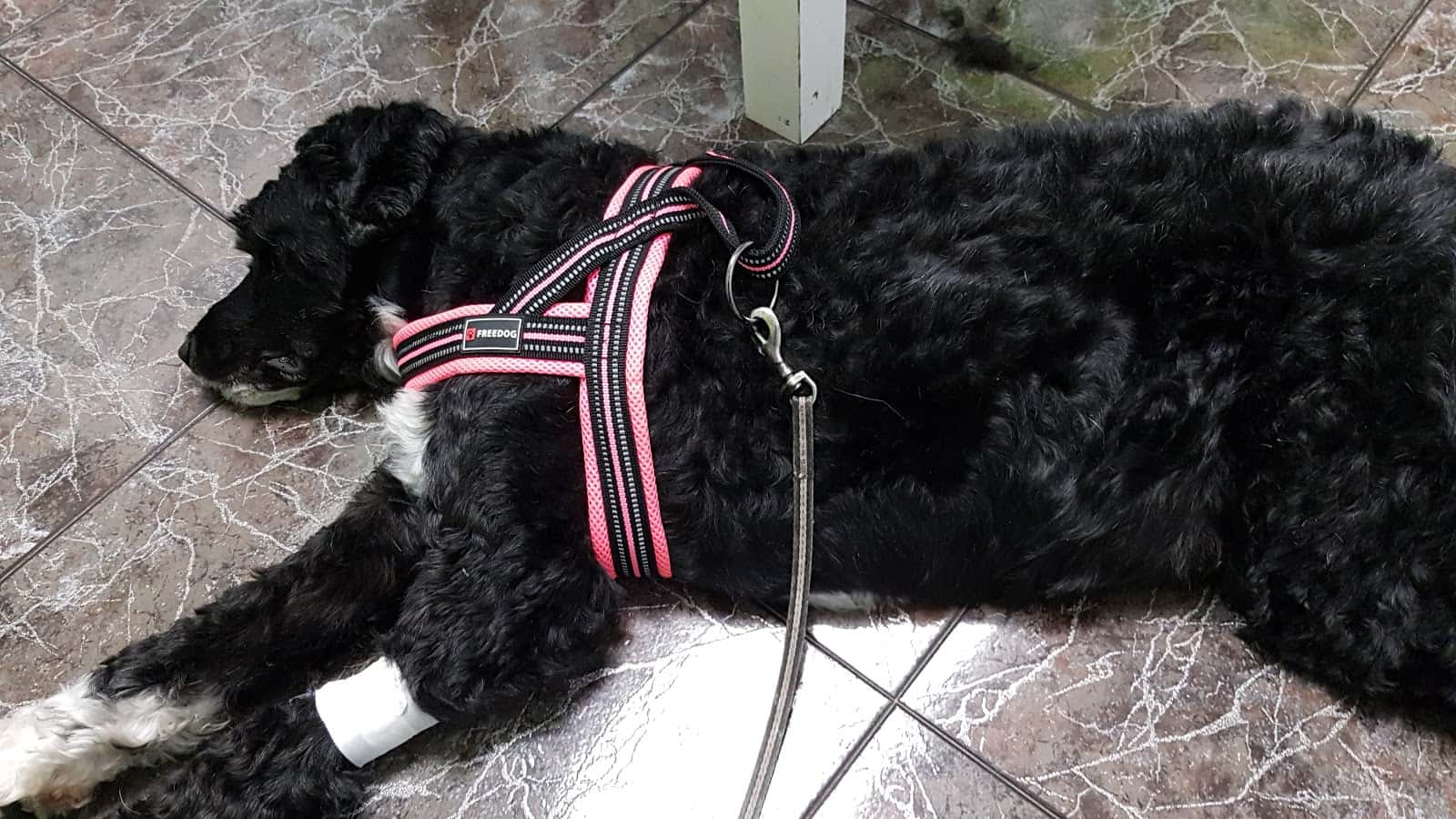 Clínica Veterinaria San Antón La Marina