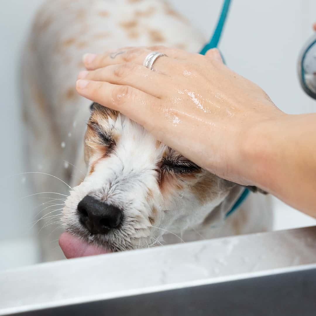 clinica veterinaria san anton la marina veterinario clinica en san fulgencio en alicante principalImage ADOPTA Sitios Pet Friendly