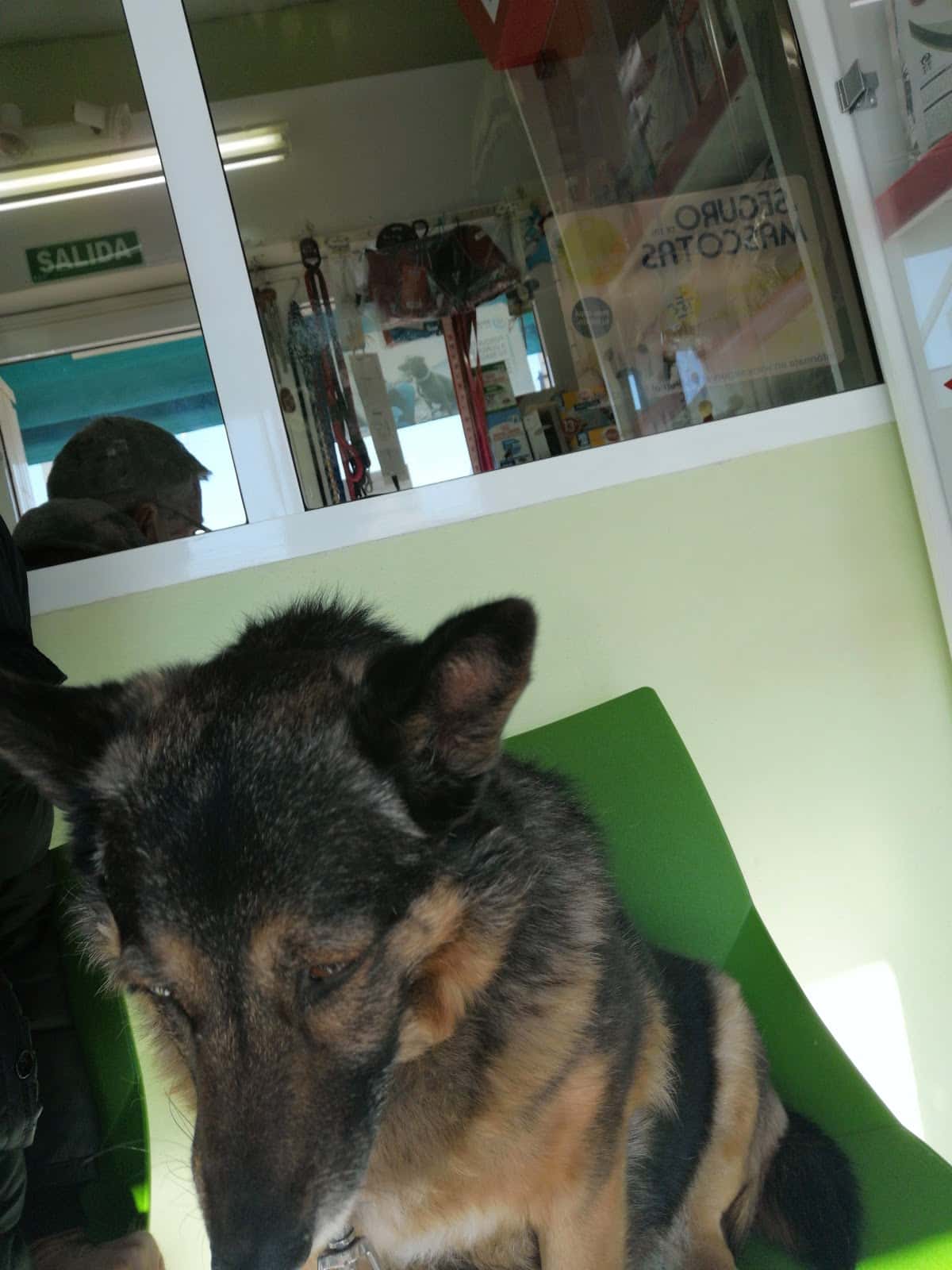 Consultorio Veterinario El Perro Verde