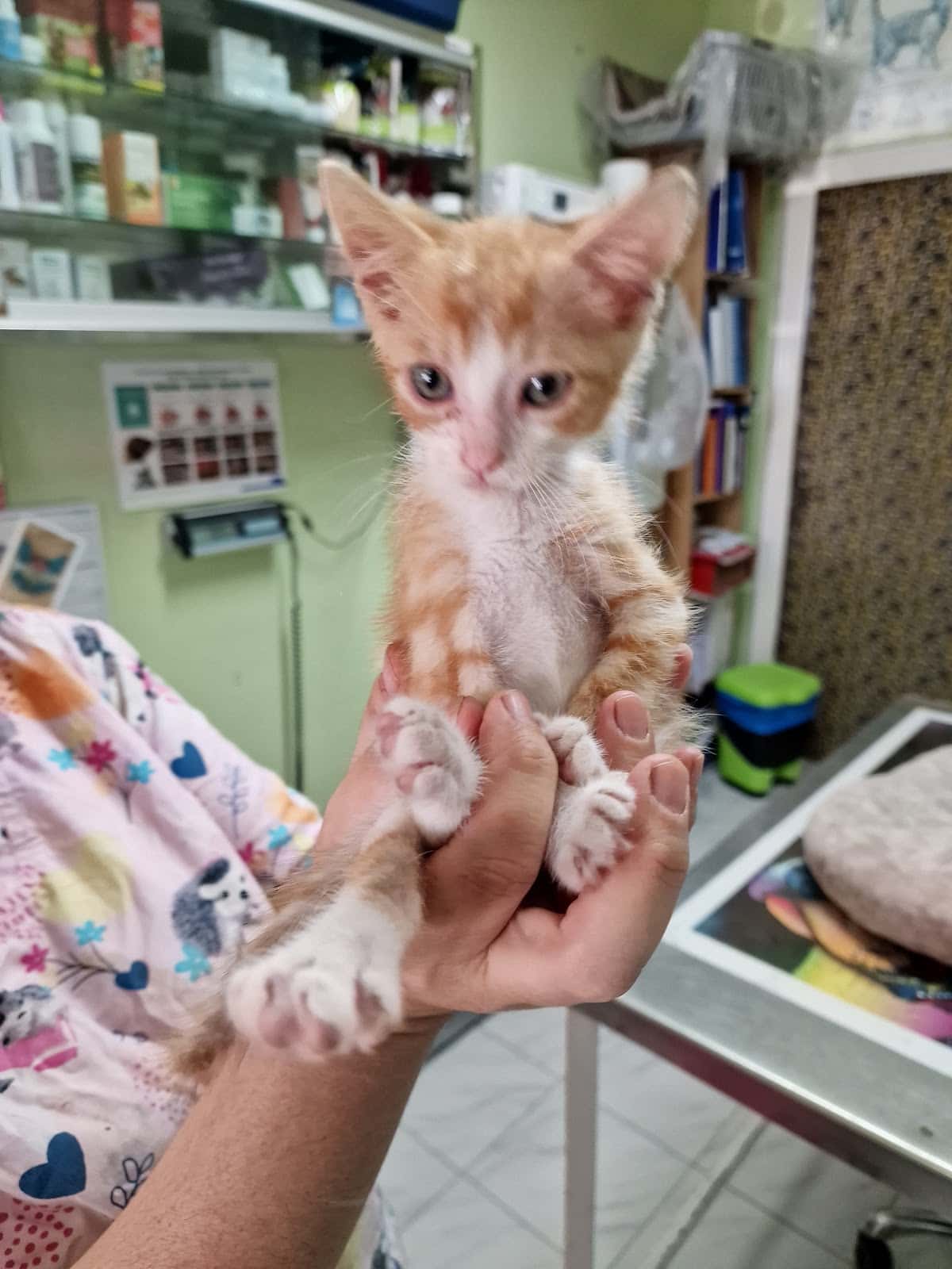 consultorio veterinario el perro verde veterinario centro en ciudad quesada en alicante principalImage ADOPTA Sitios Pet Friendly
