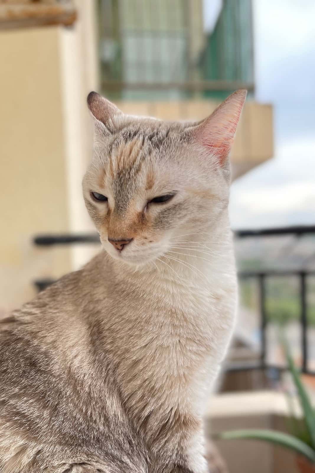 CLINICA VETERINARIA LAGOMAR (EL RASO)