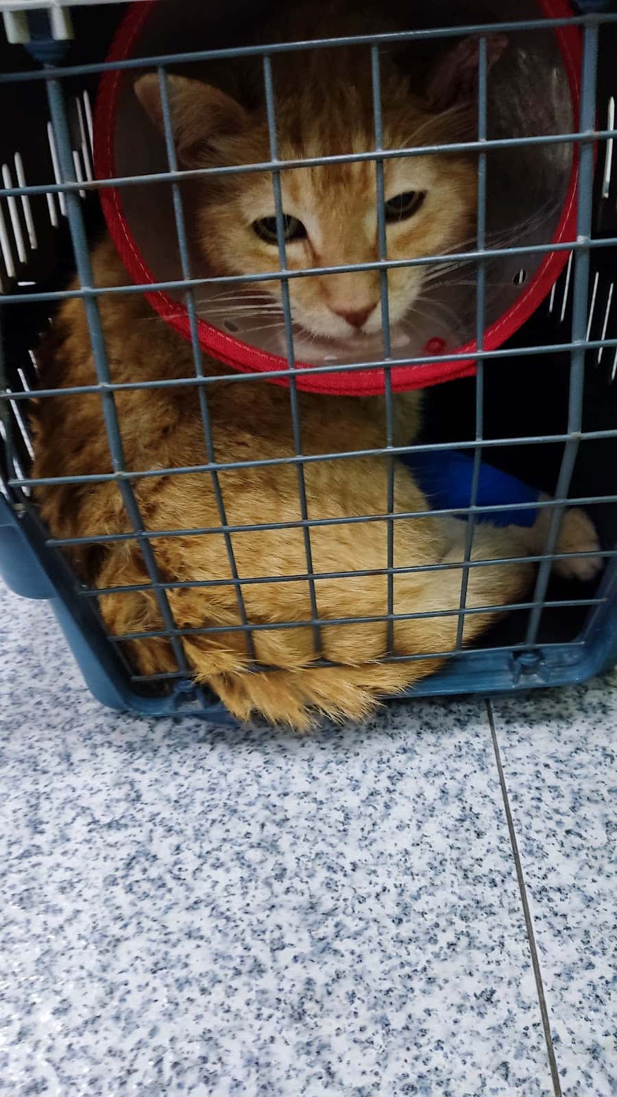Hospital Veterinario Guardamar 24h Veterpet