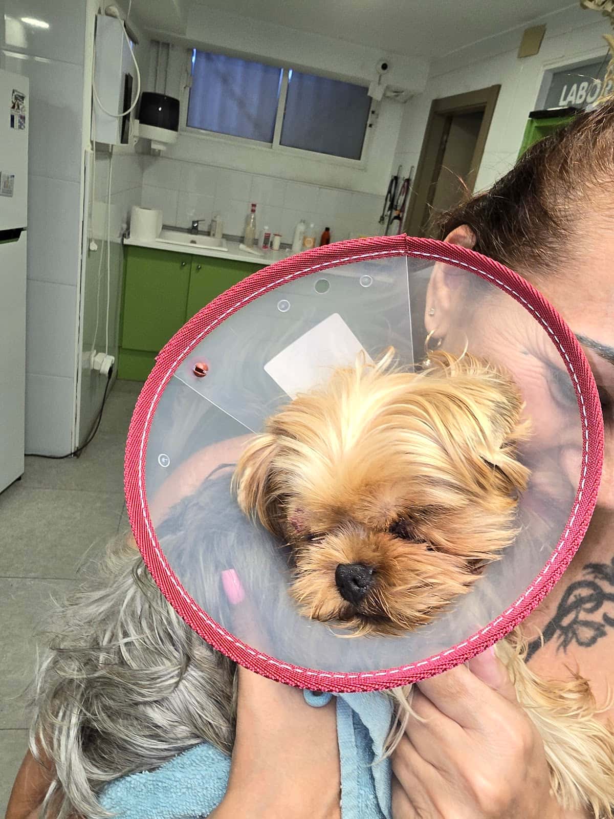 Hospital Veterinario Guardamar 24h Veterpet