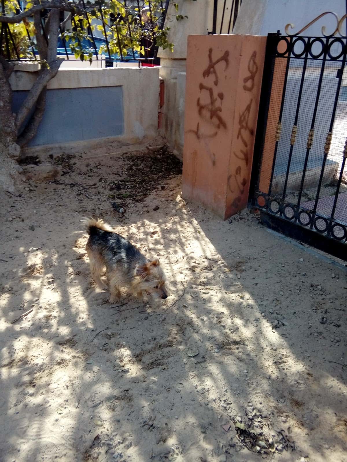 Clínica Veterinaria El Arca