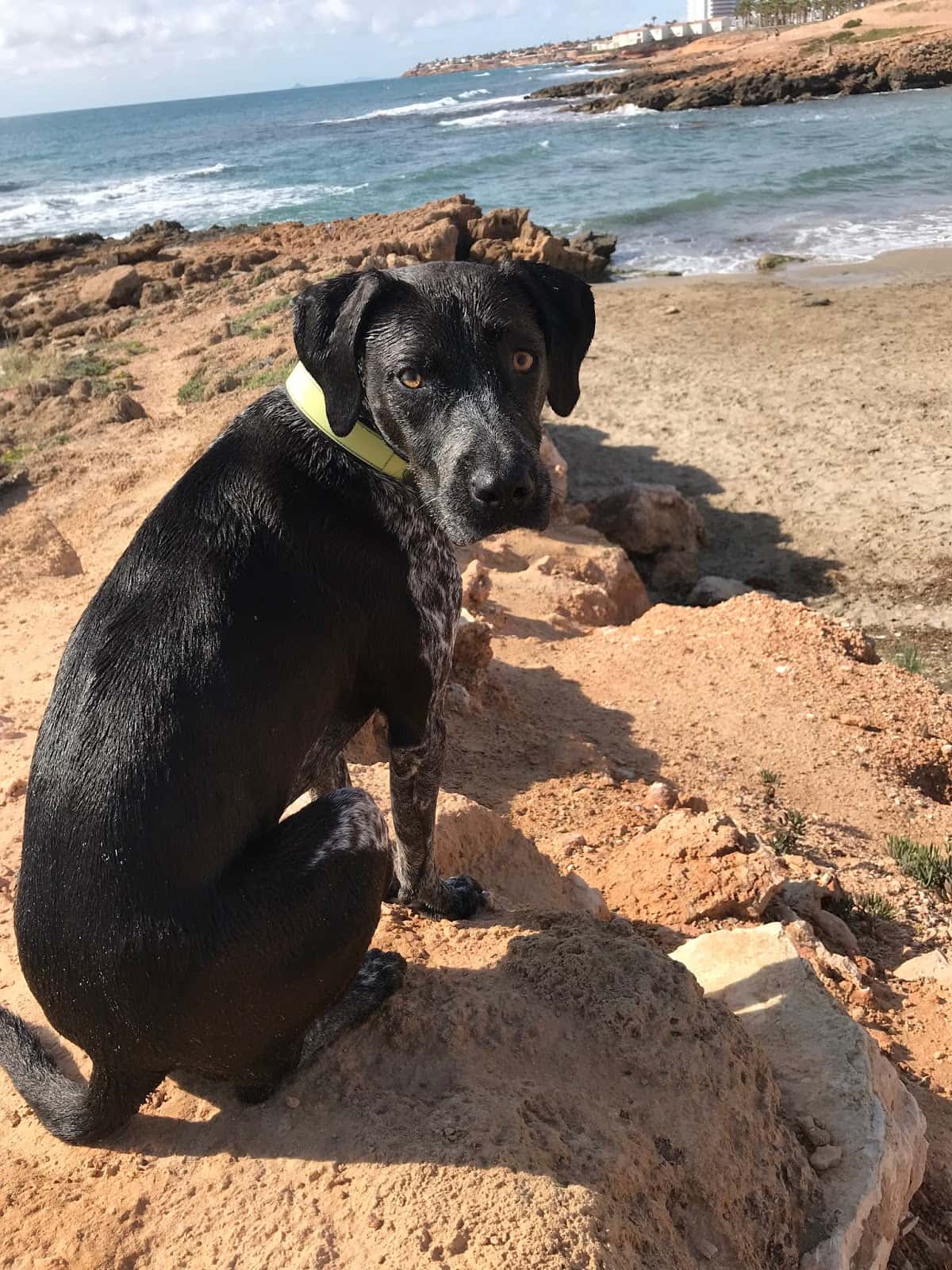 Clínica Veterinaria El Arca
