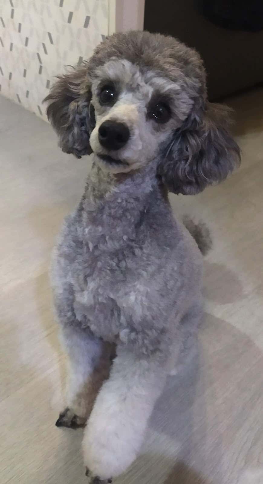 Clínica Veterinaria El Arca