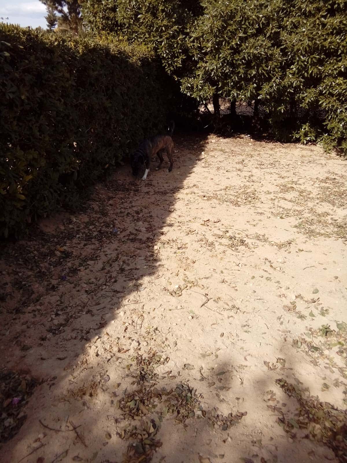 Clínica Veterinaria El Arca