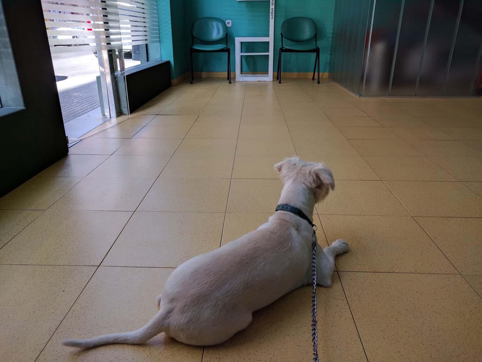 Clínica Veterinaria Asís