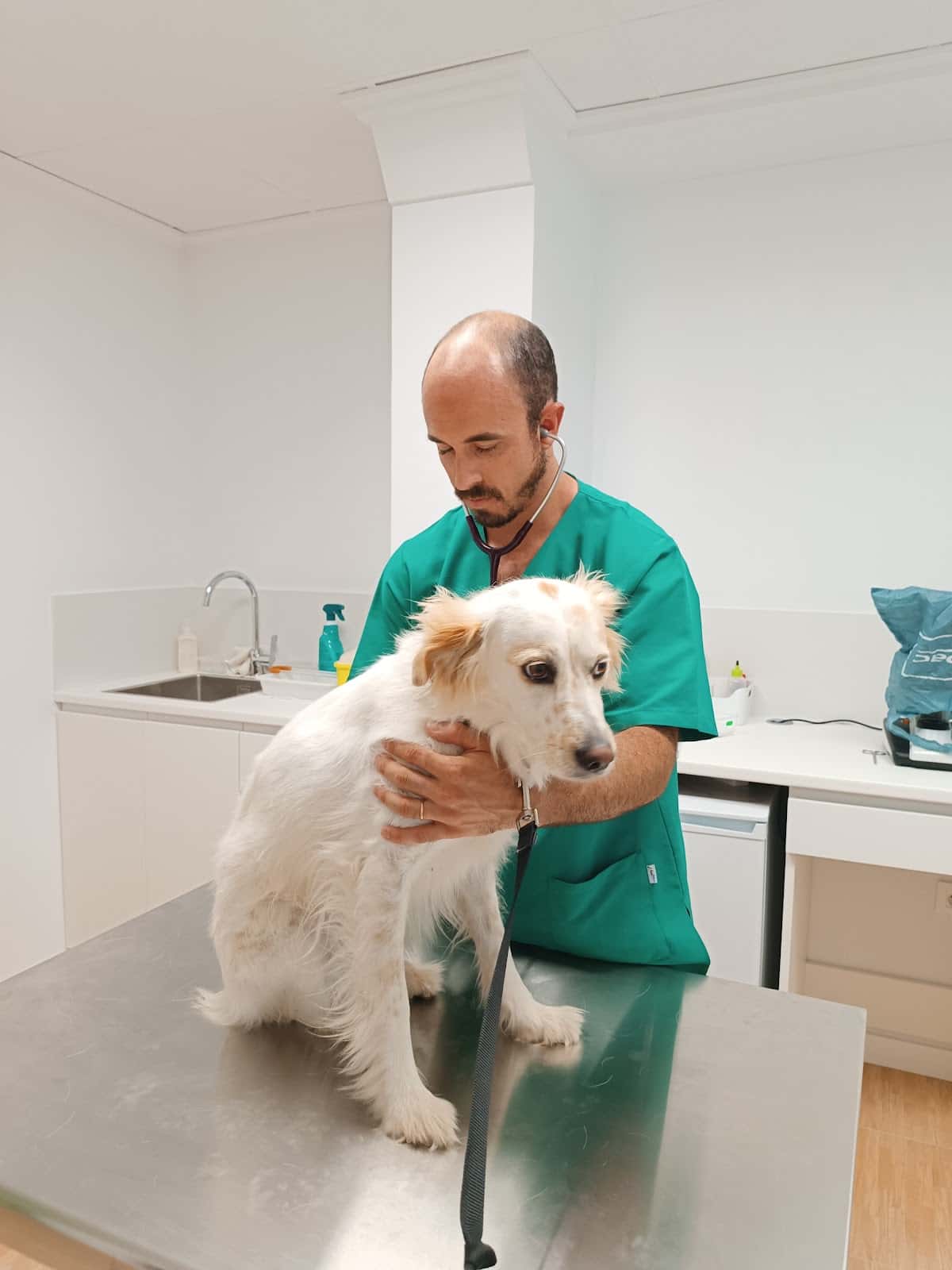 clinica veterinaria llopet   vet  blas llopis sanchis   urgencias  oliva veterinario clinica en oliva en valencia principalImage ADOPTA Sitios Pet Friendly