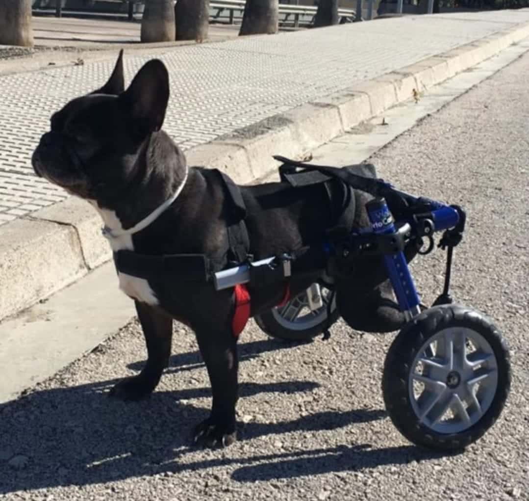 Clínica Veterinaria Babieca