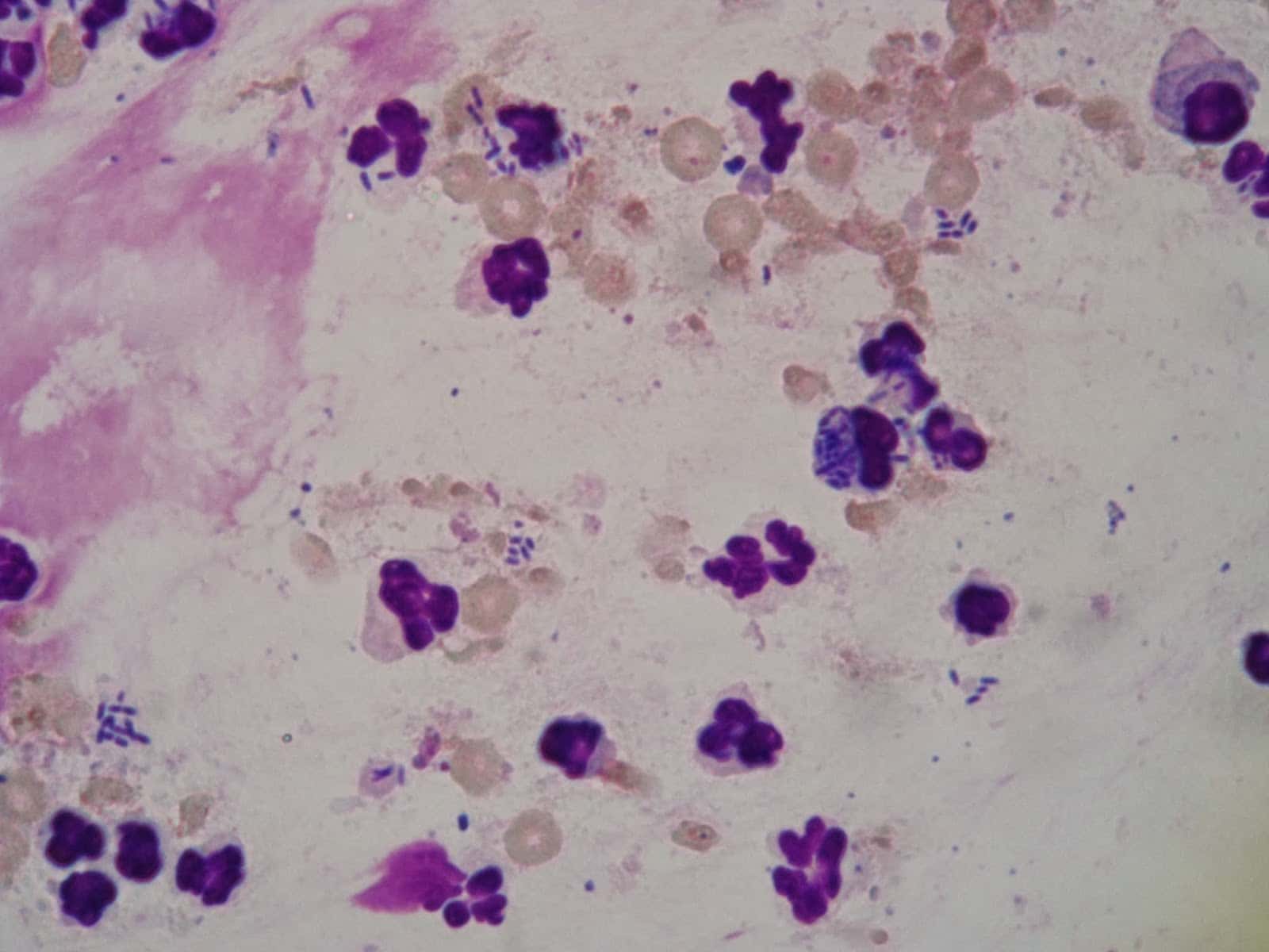 Clínica Veterinaria Mares S.L.