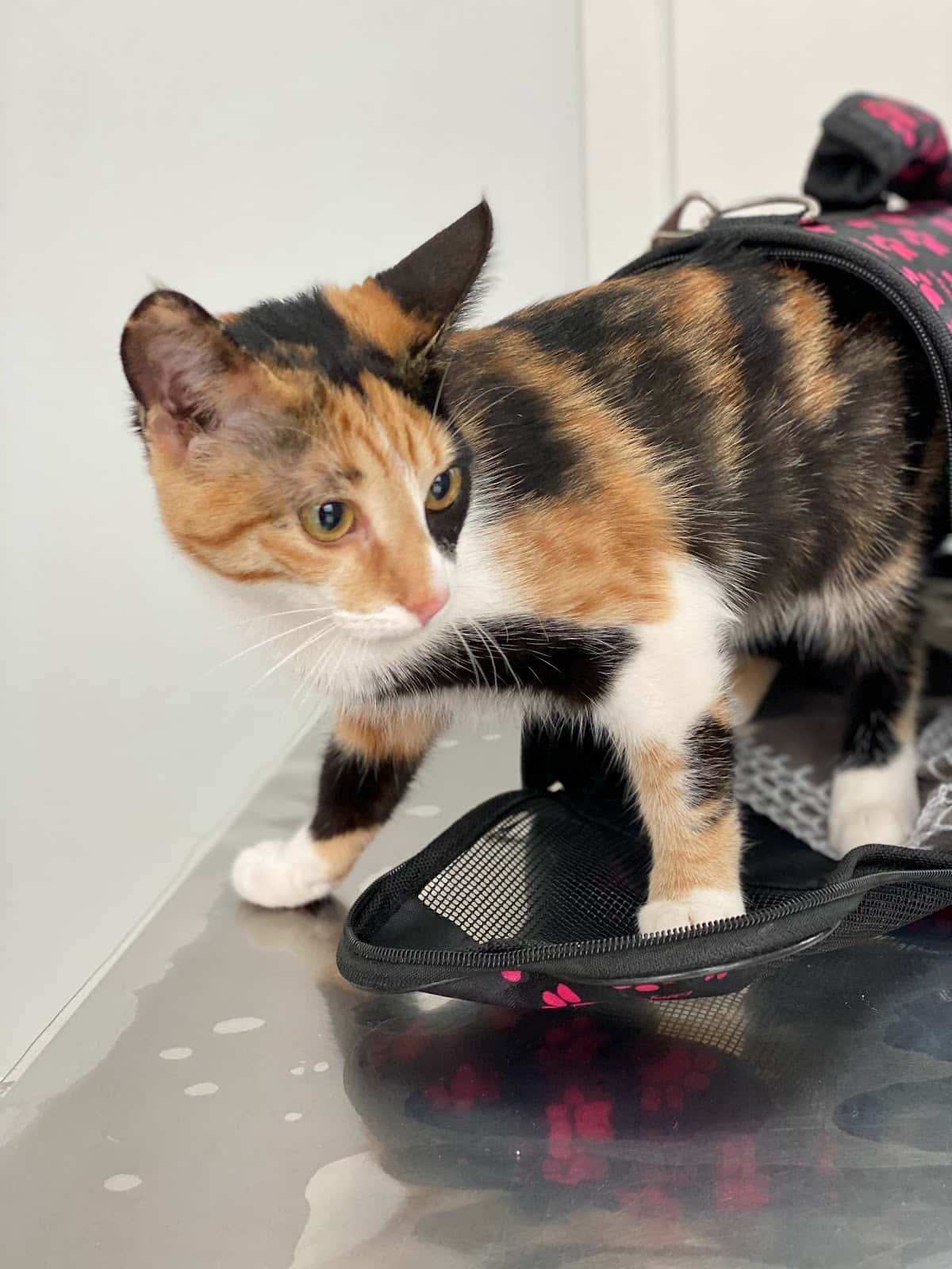Clínica Veterinaria Cap i Cua l'Alqueria-URGENCIAS