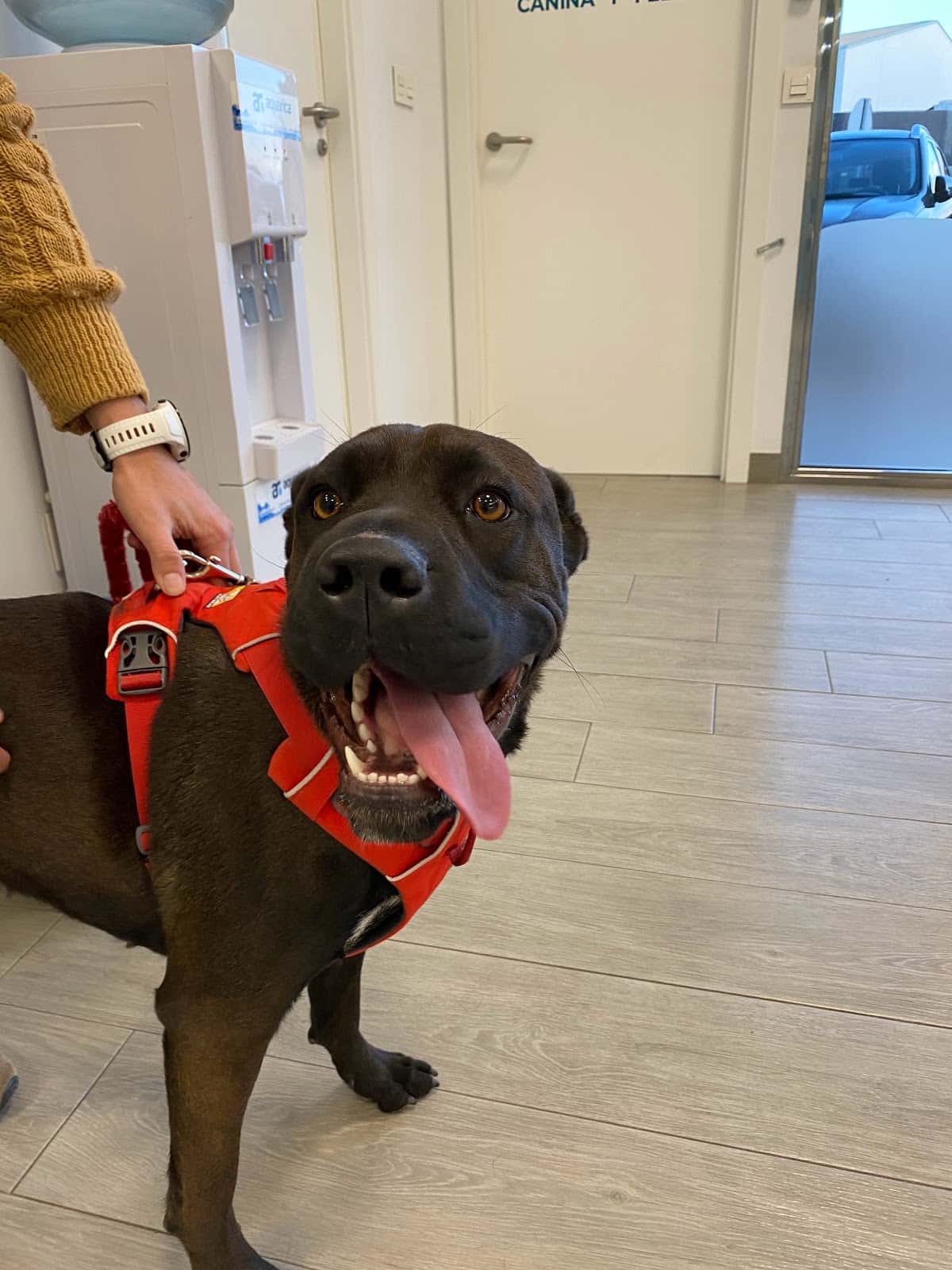 Clínica Veterinaria Cap i Cua l'Alqueria-URGENCIAS