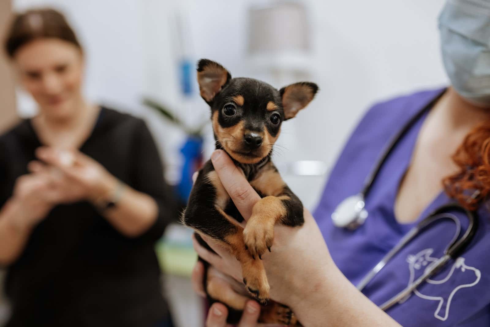 clinica veterinaria gat i gos veterinario clinica en gandia en valencia principalImage ADOPTA Sitios Pet Friendly