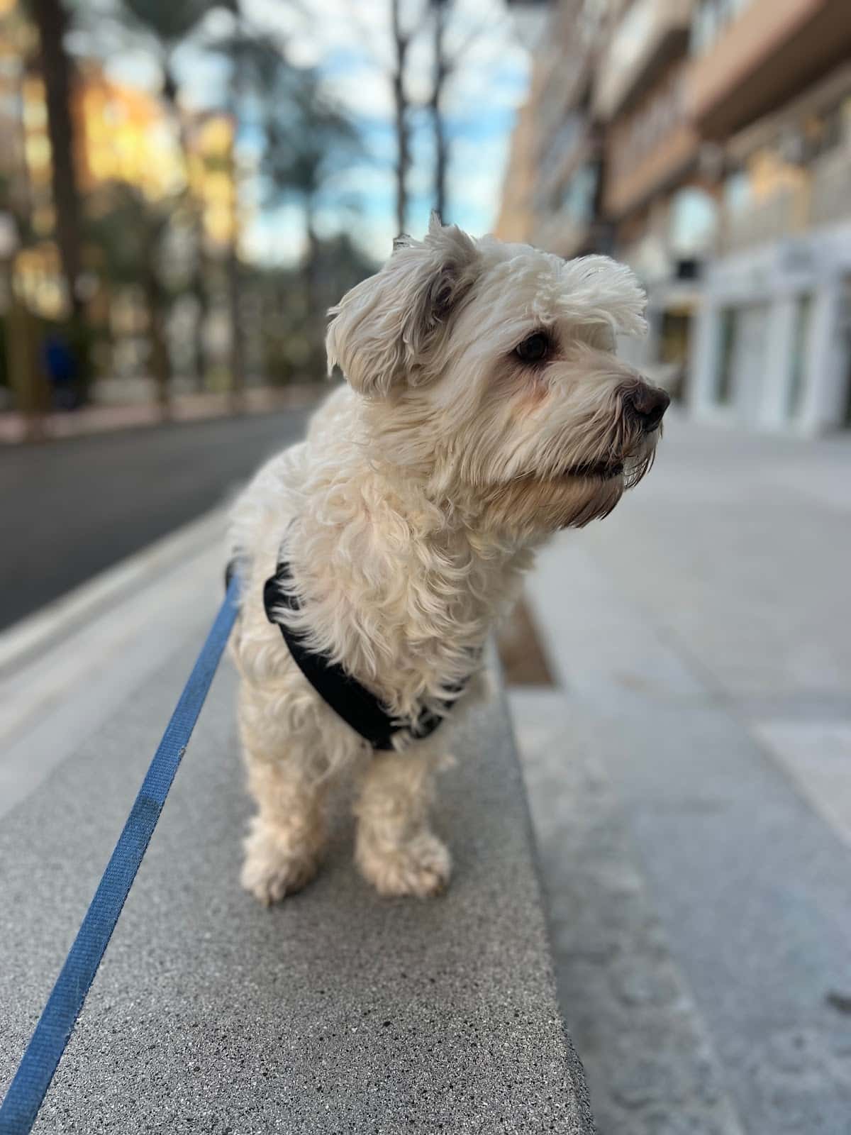 Canitas Veterinaria Alicante - General Marvá