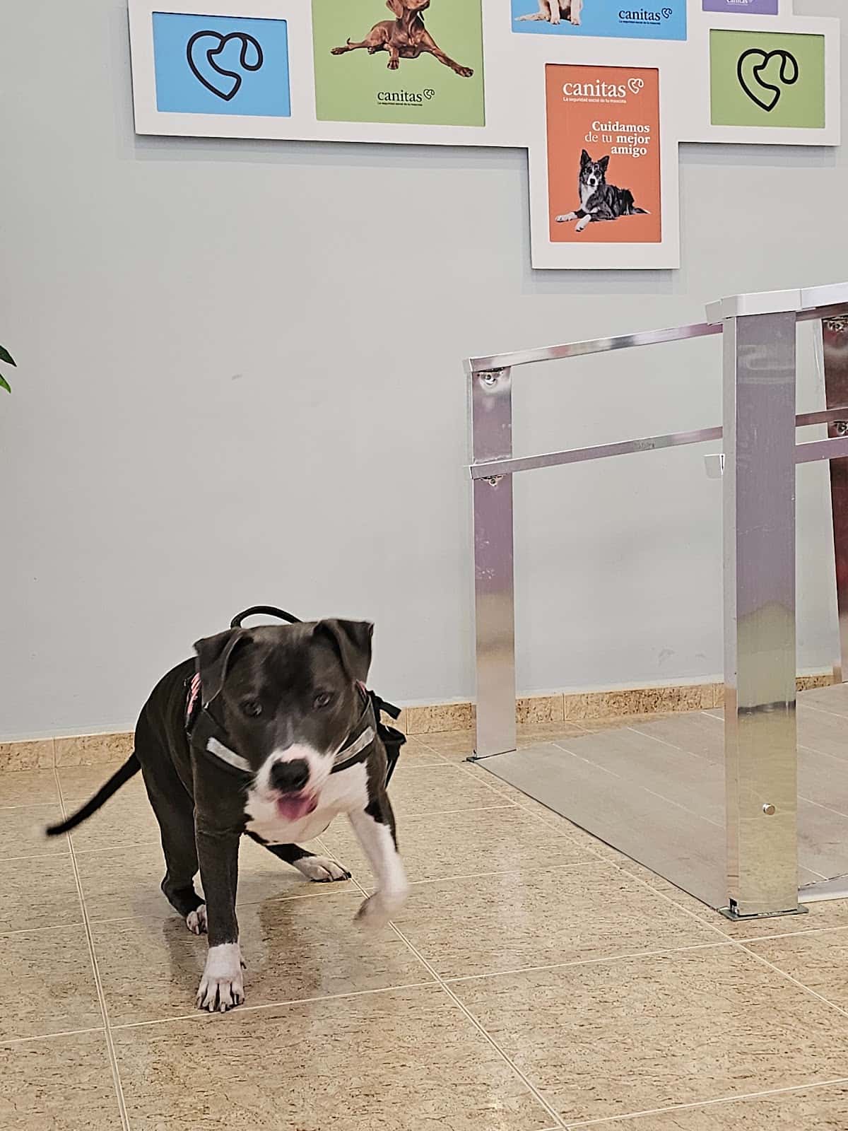 Canitas Veterinaria Alicante - General Marvá