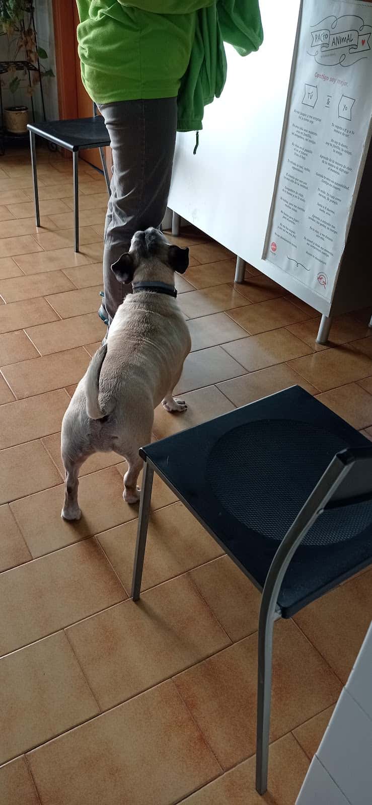 clinica veterinaria l alqueria veterinario clinica en l alqueria de la comtessa en valencia principalImage ADOPTA Sitios Pet Friendly