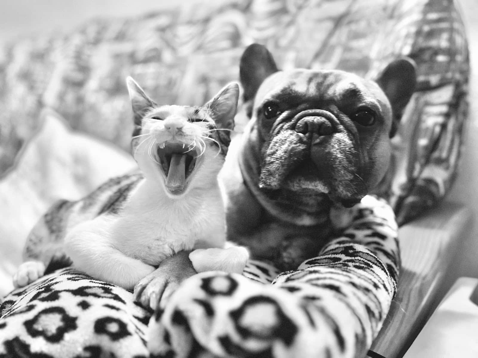 Clinica Veterinaria Alacant