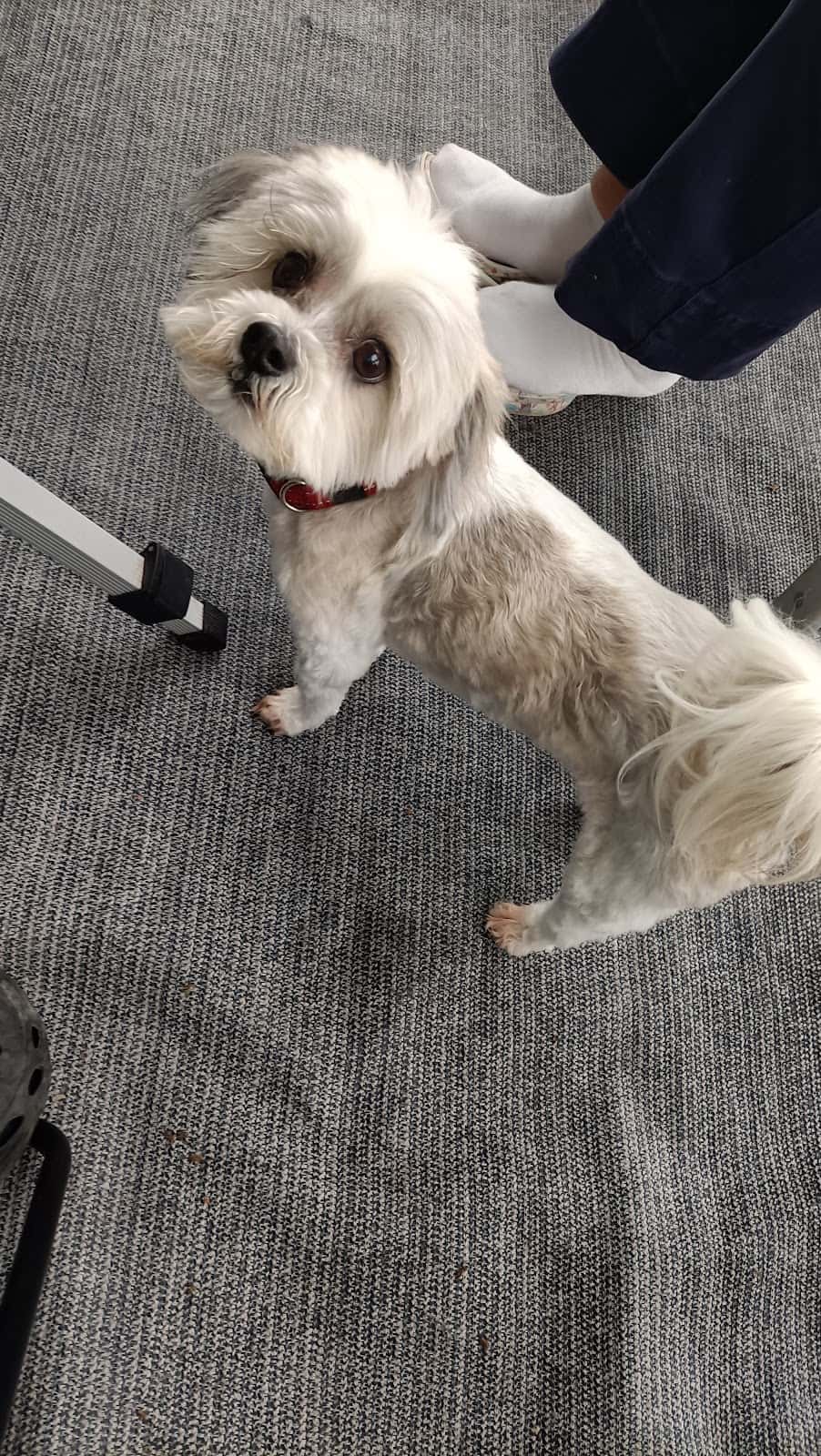 Animus Veterinaria