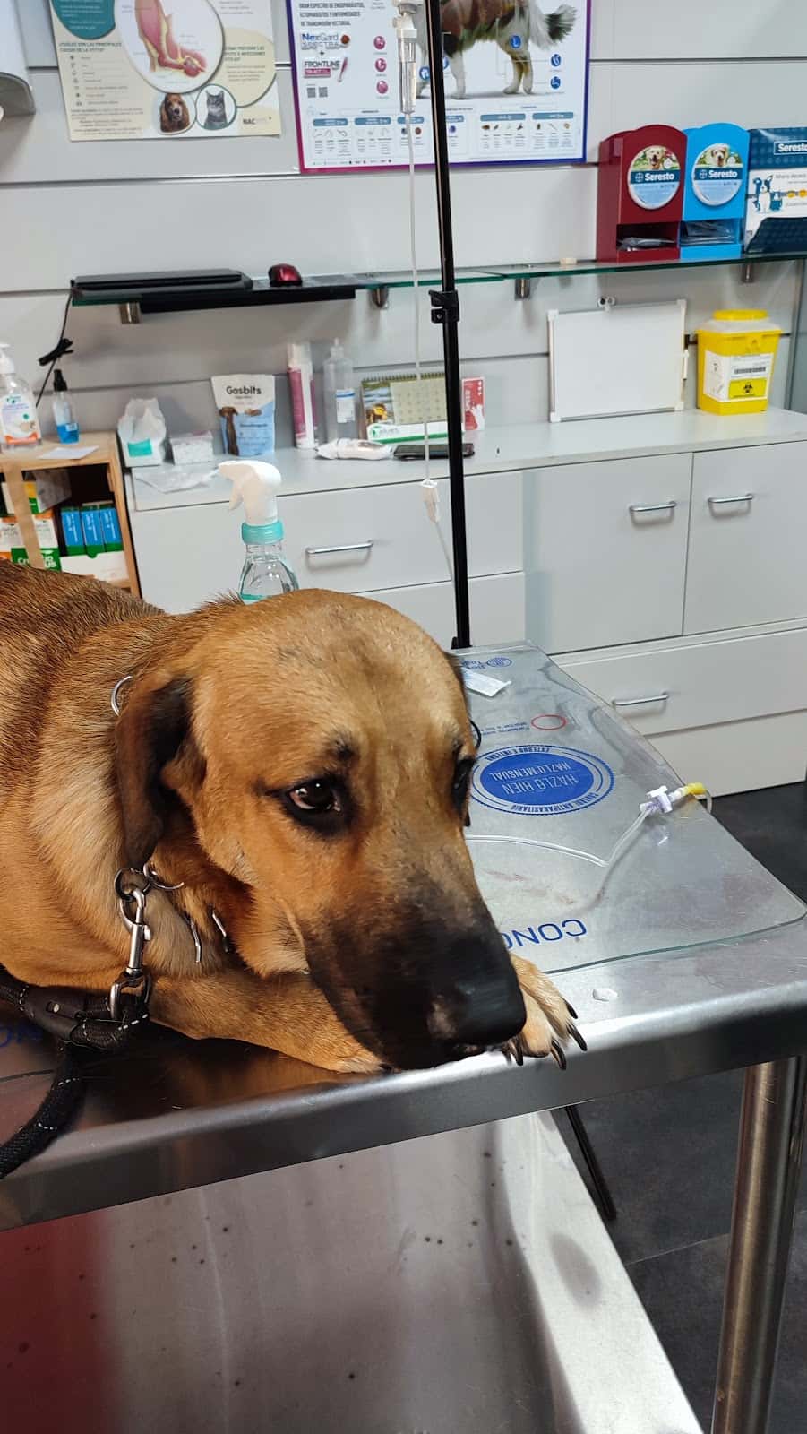 Animus Veterinaria