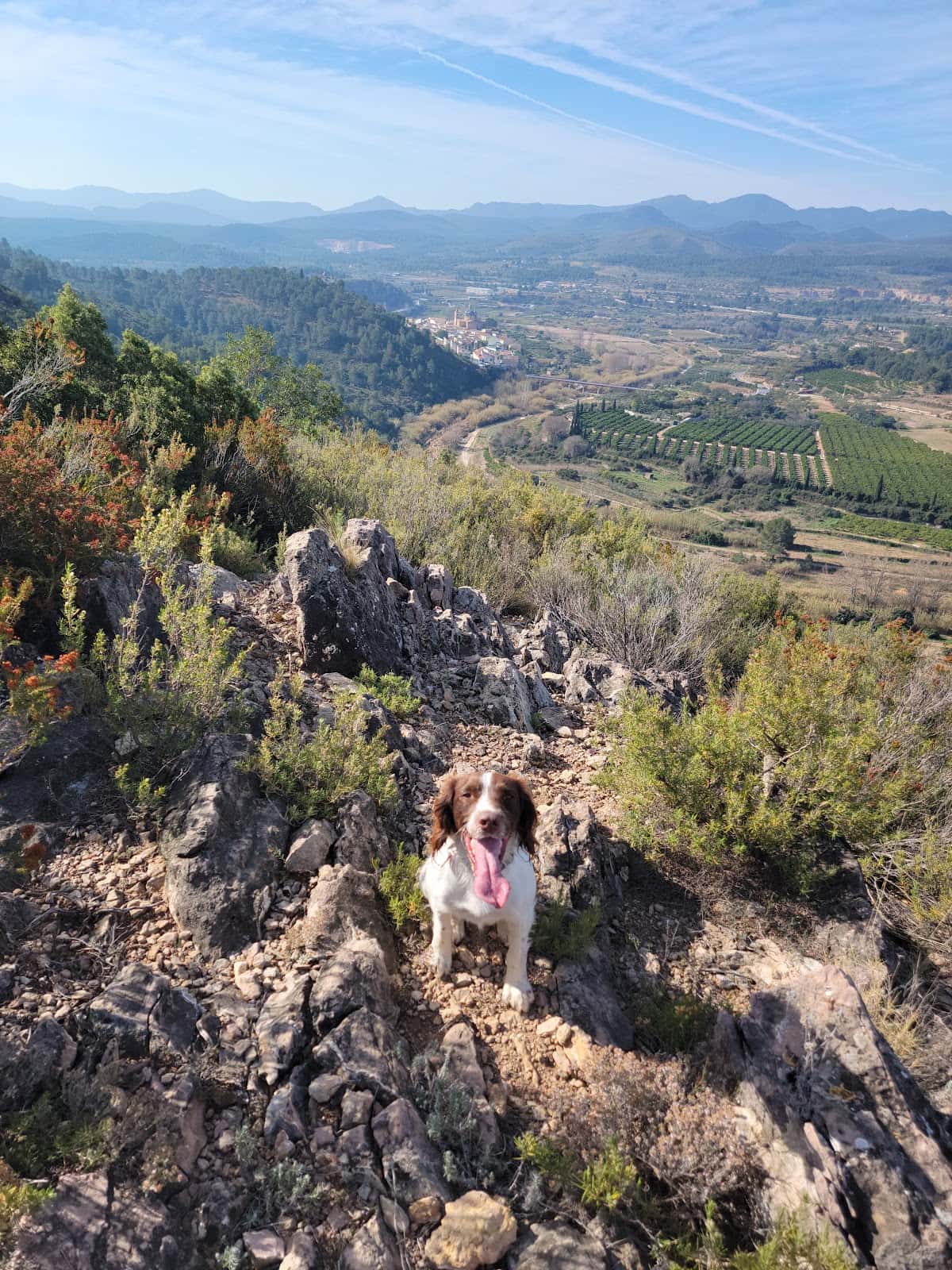 Animus Veterinaria