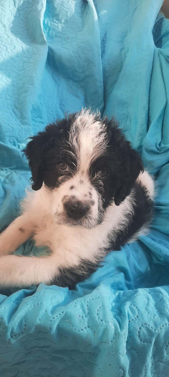 CLINICA VETERINARIA CYNOS