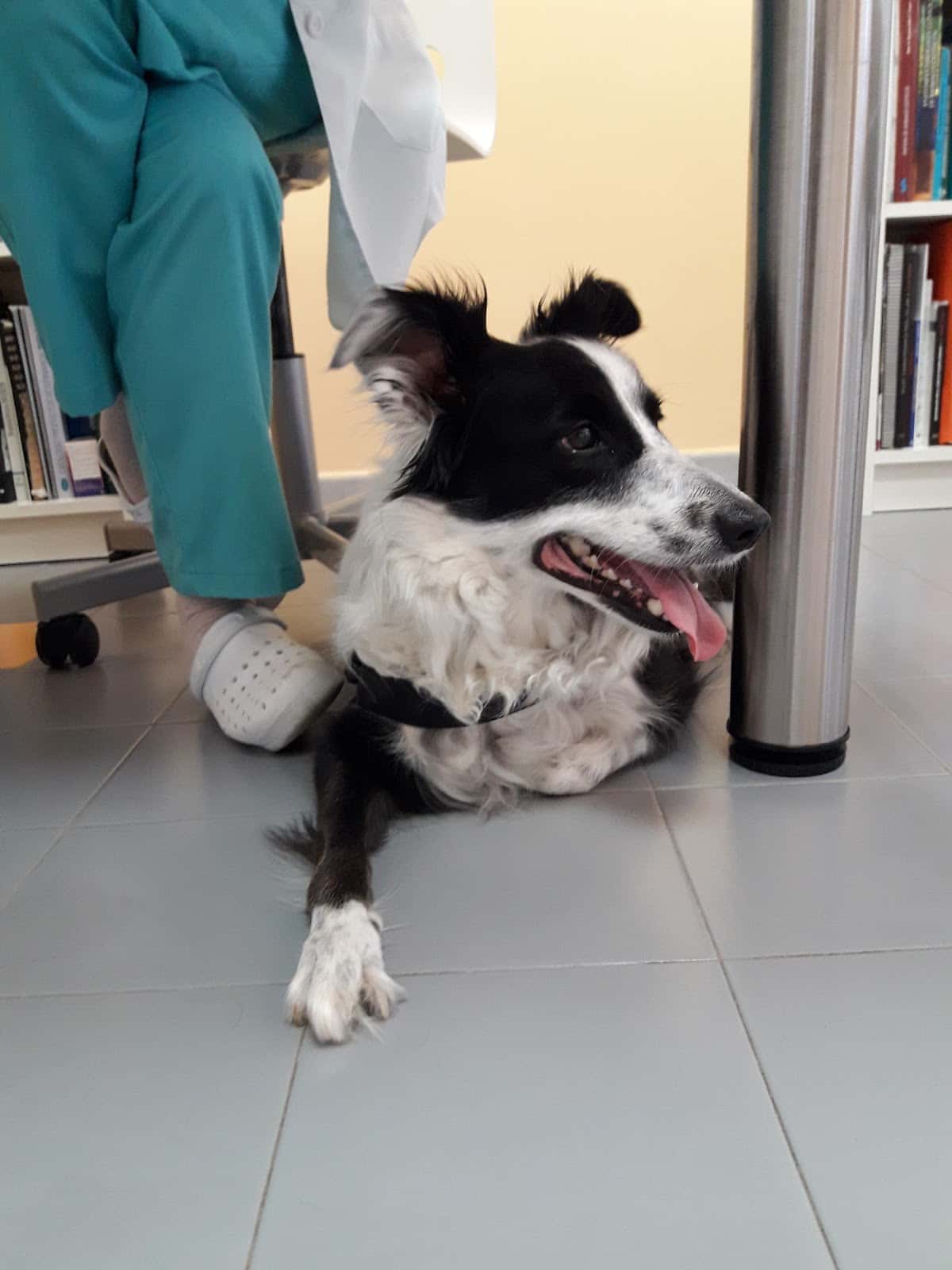 clinica veterinaria la muralla veterinario clinica en denia en alicante principalImage ADOPTA Sitios Pet Friendly