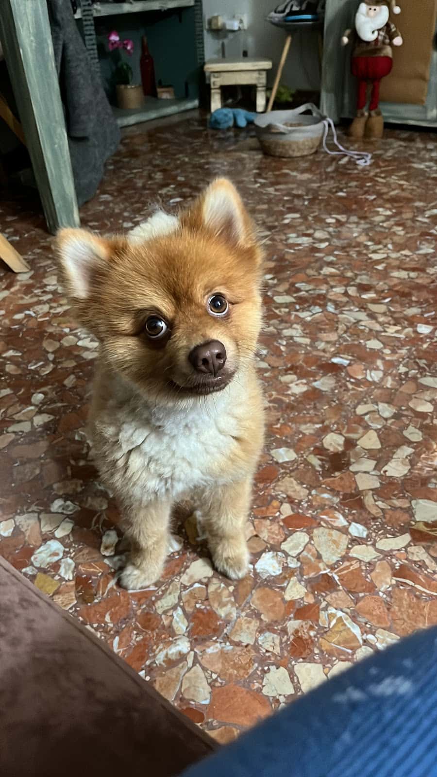 Santi Mas servicios para mascotas