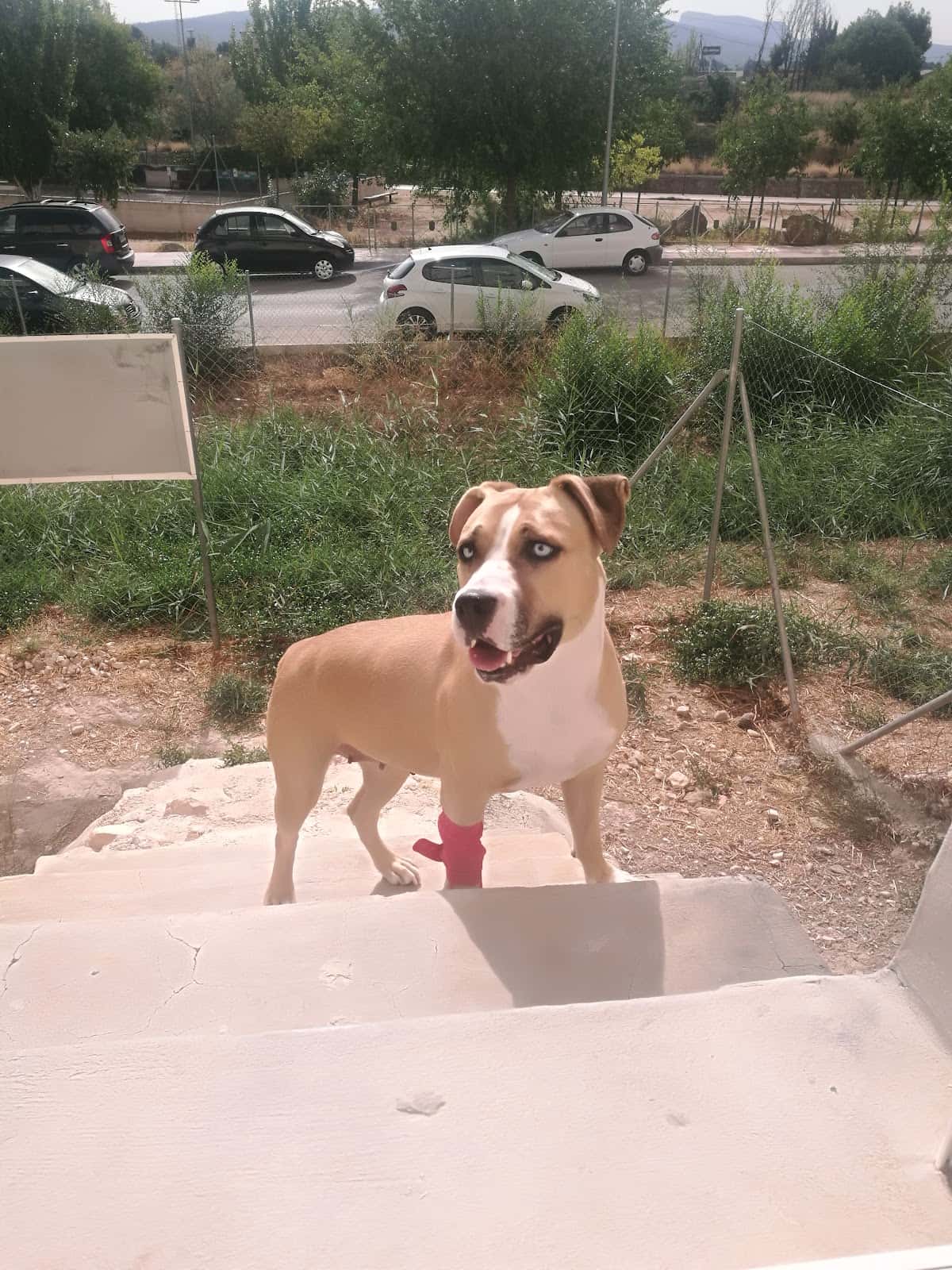 Canisax Veterinarios