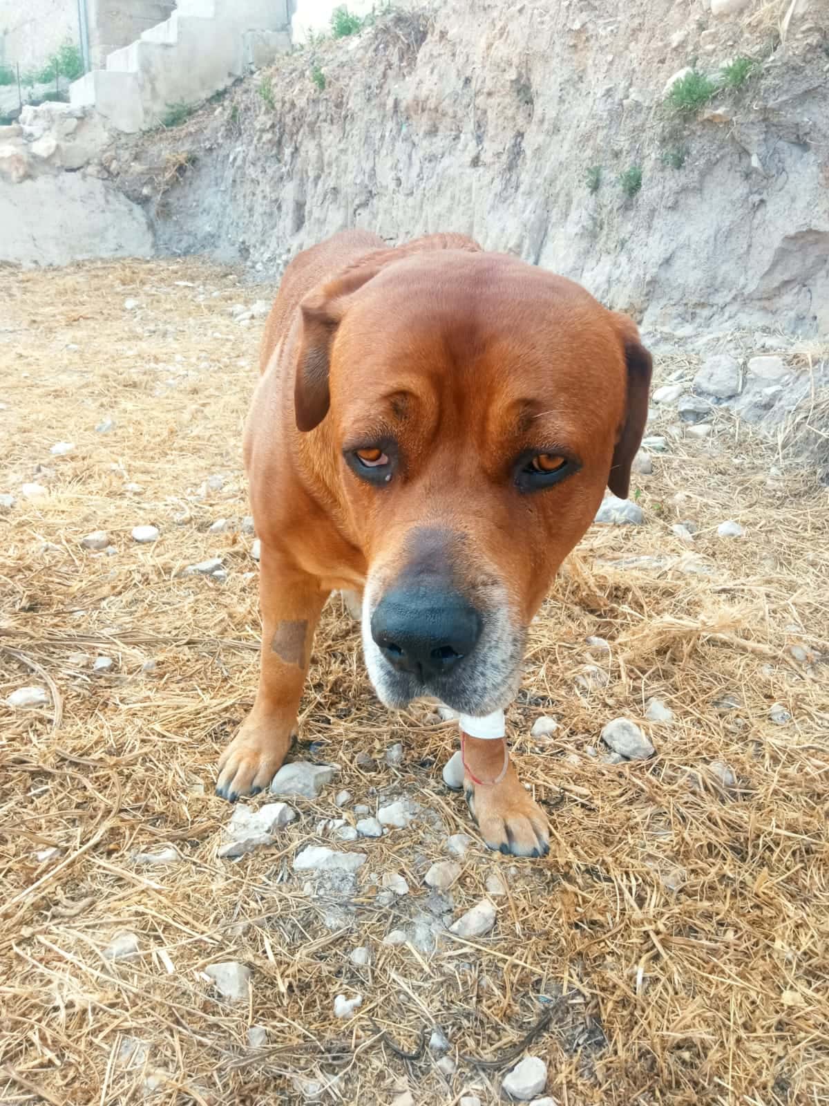 Canisax Veterinarios