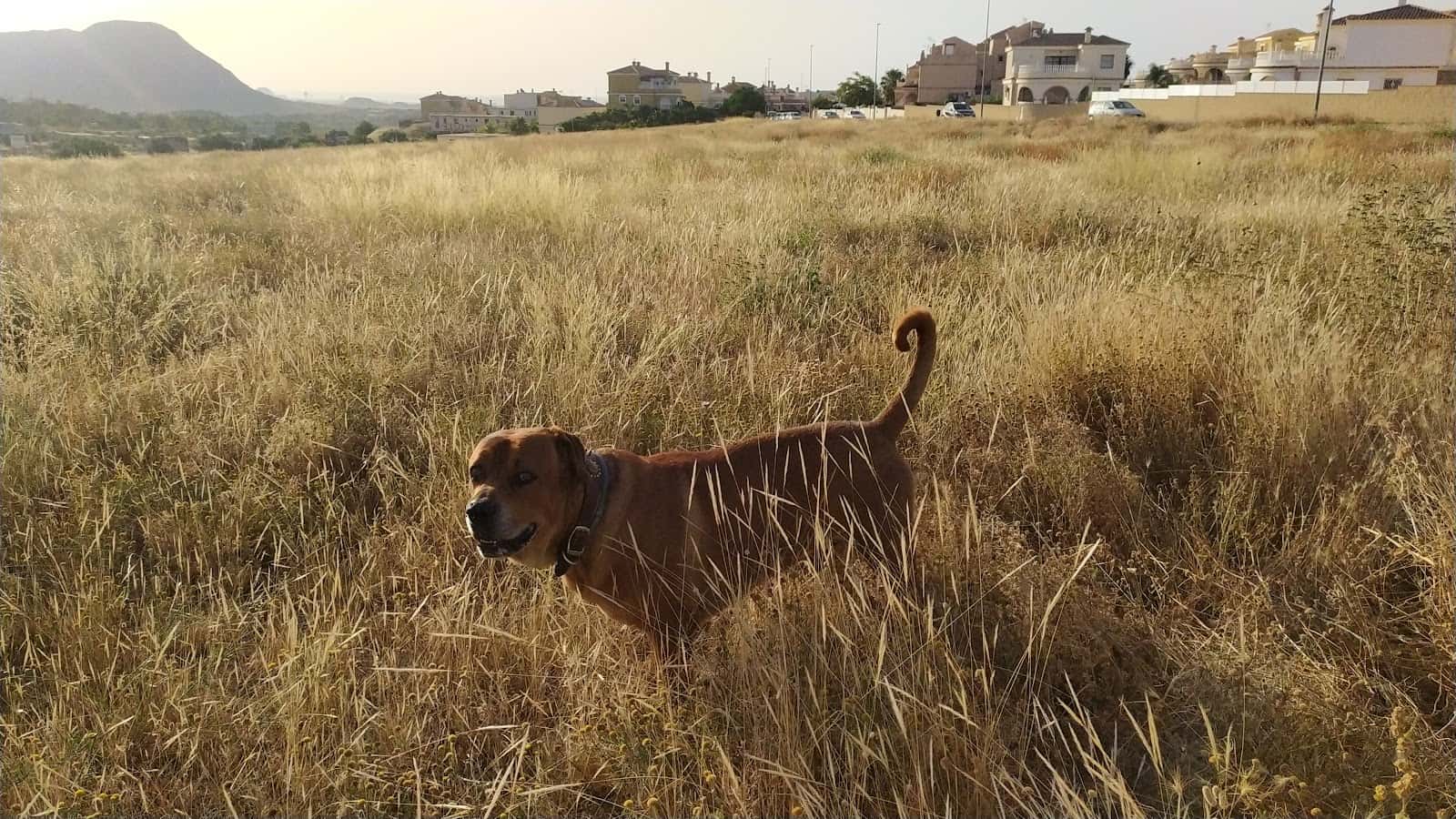 Canisax Veterinarios