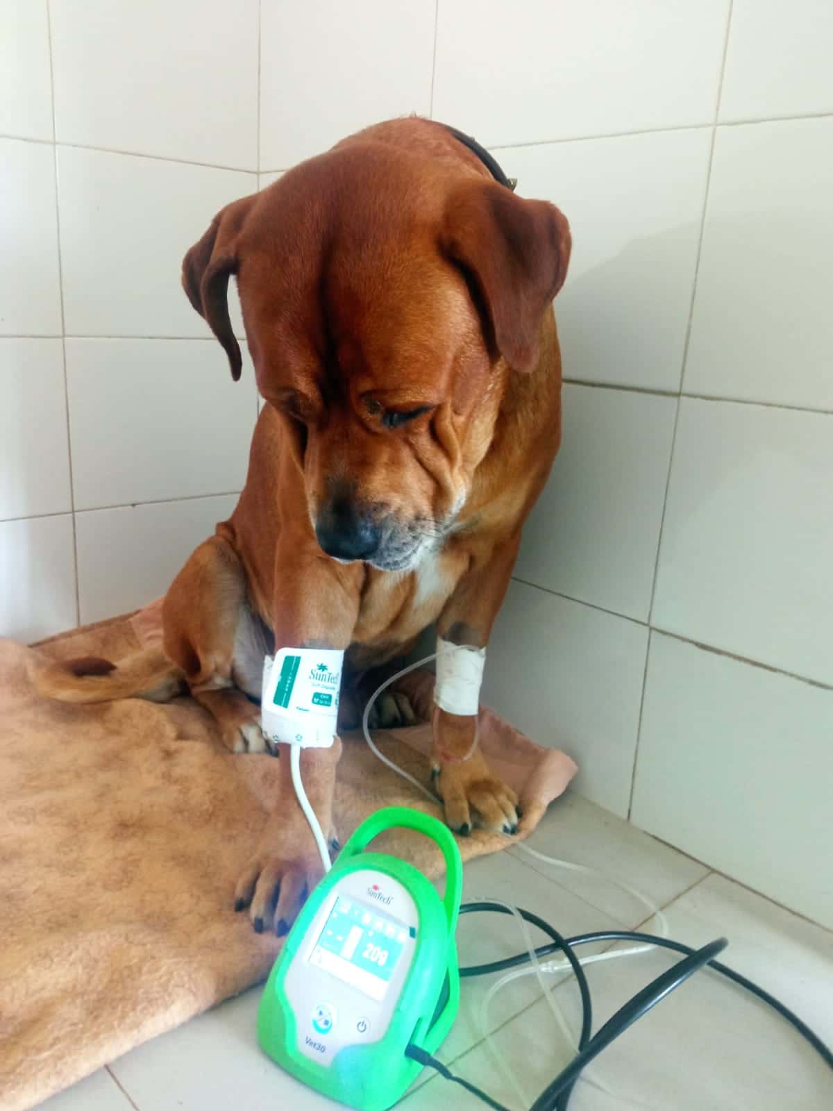 Canisax Veterinarios