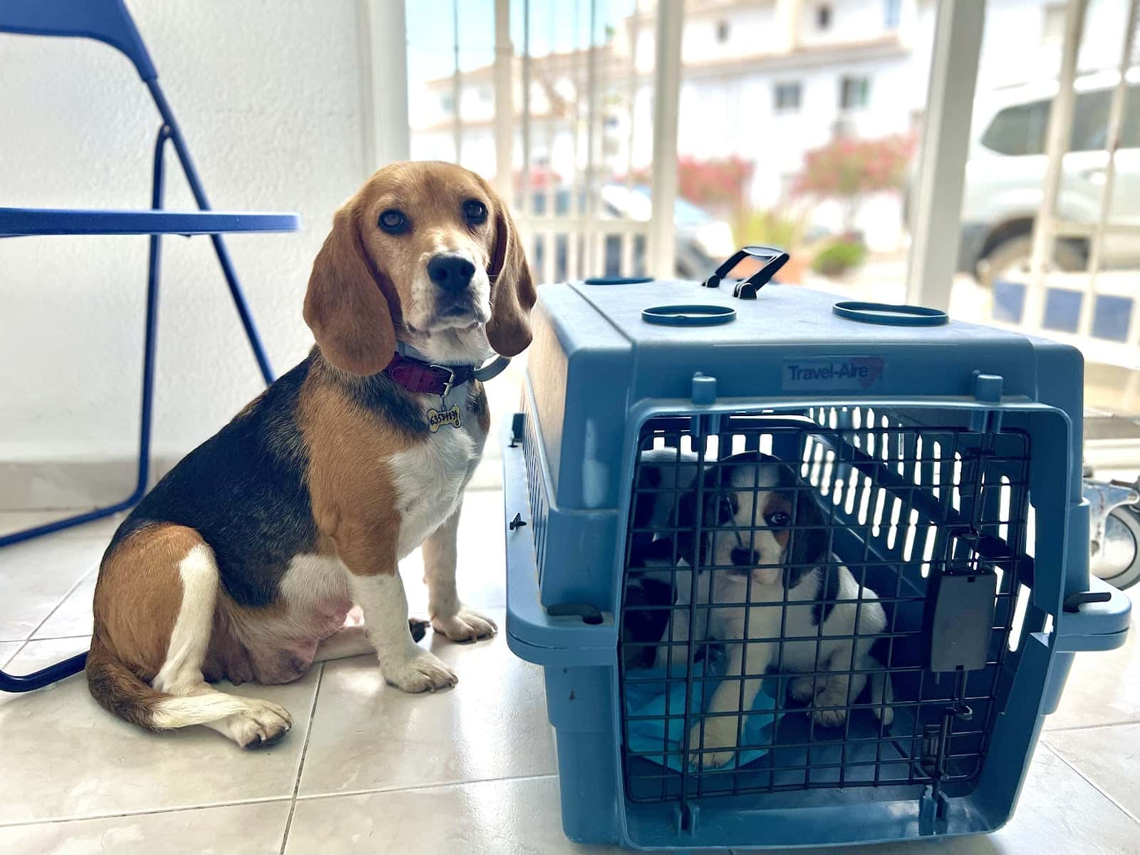 Althaia Veterinary Clinic