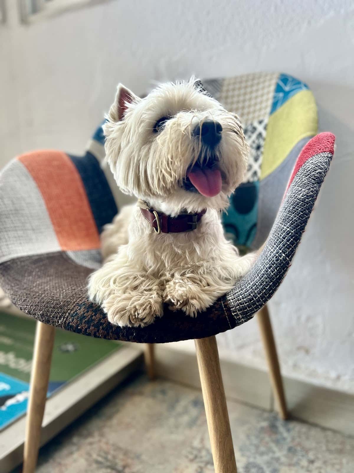 Althaia Veterinary Clinic