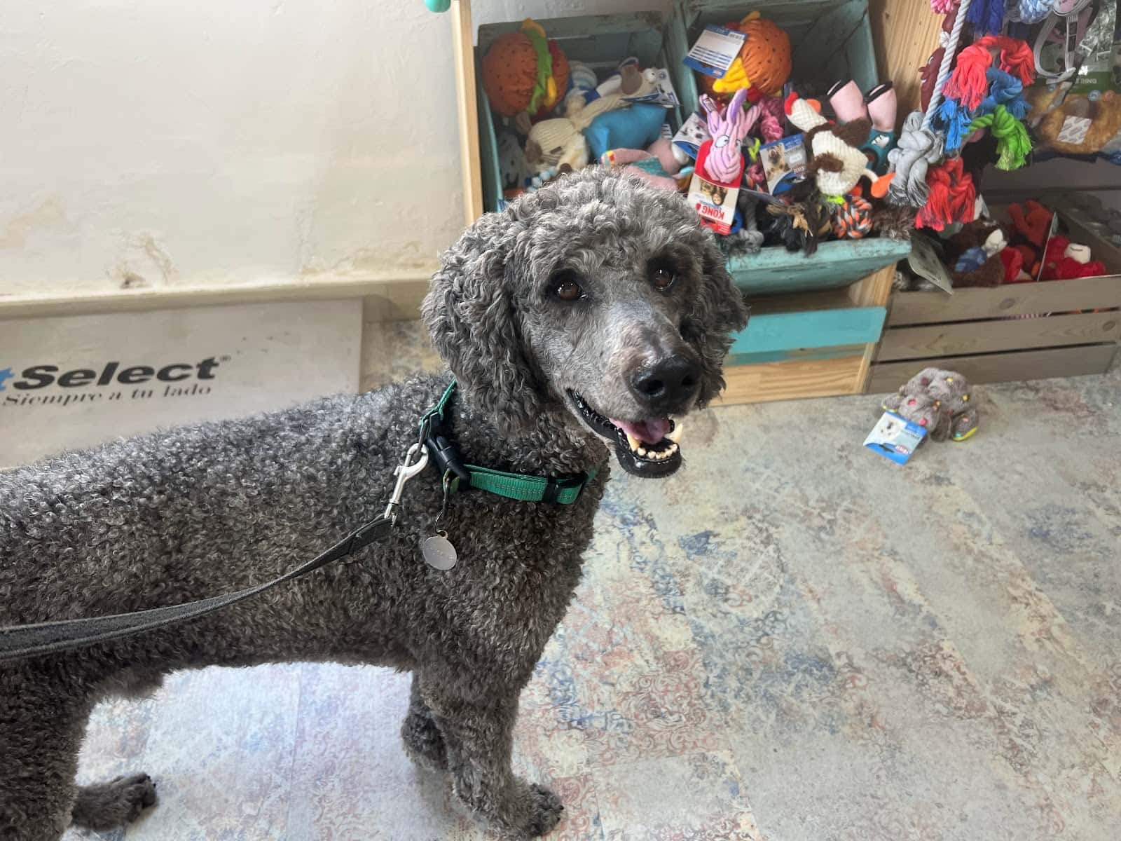 Althaia Veterinary Clinic