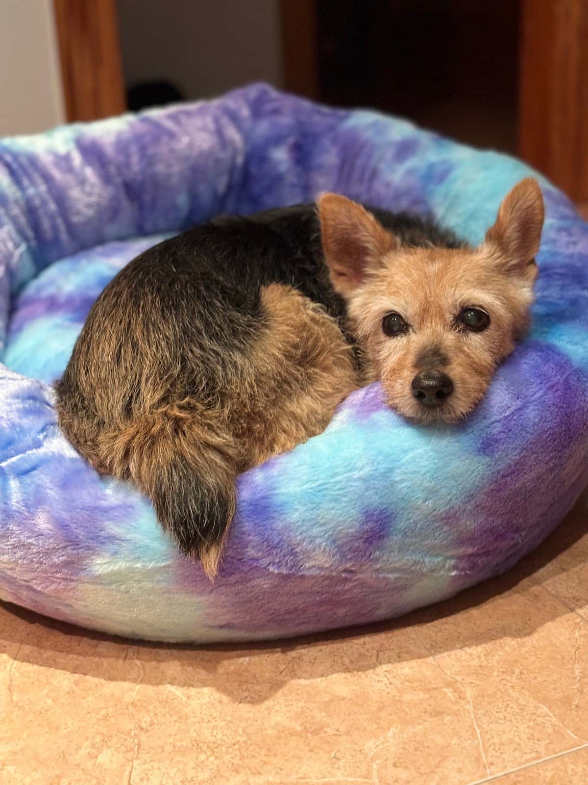 Clínica Veterinaria La Pau