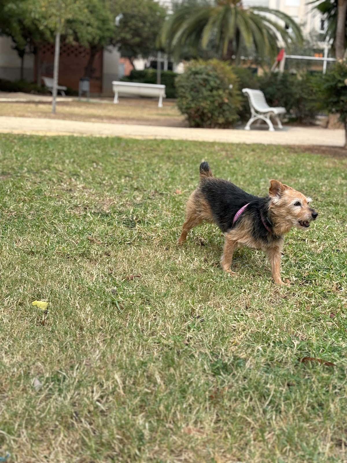 Clínica Veterinaria La Pau