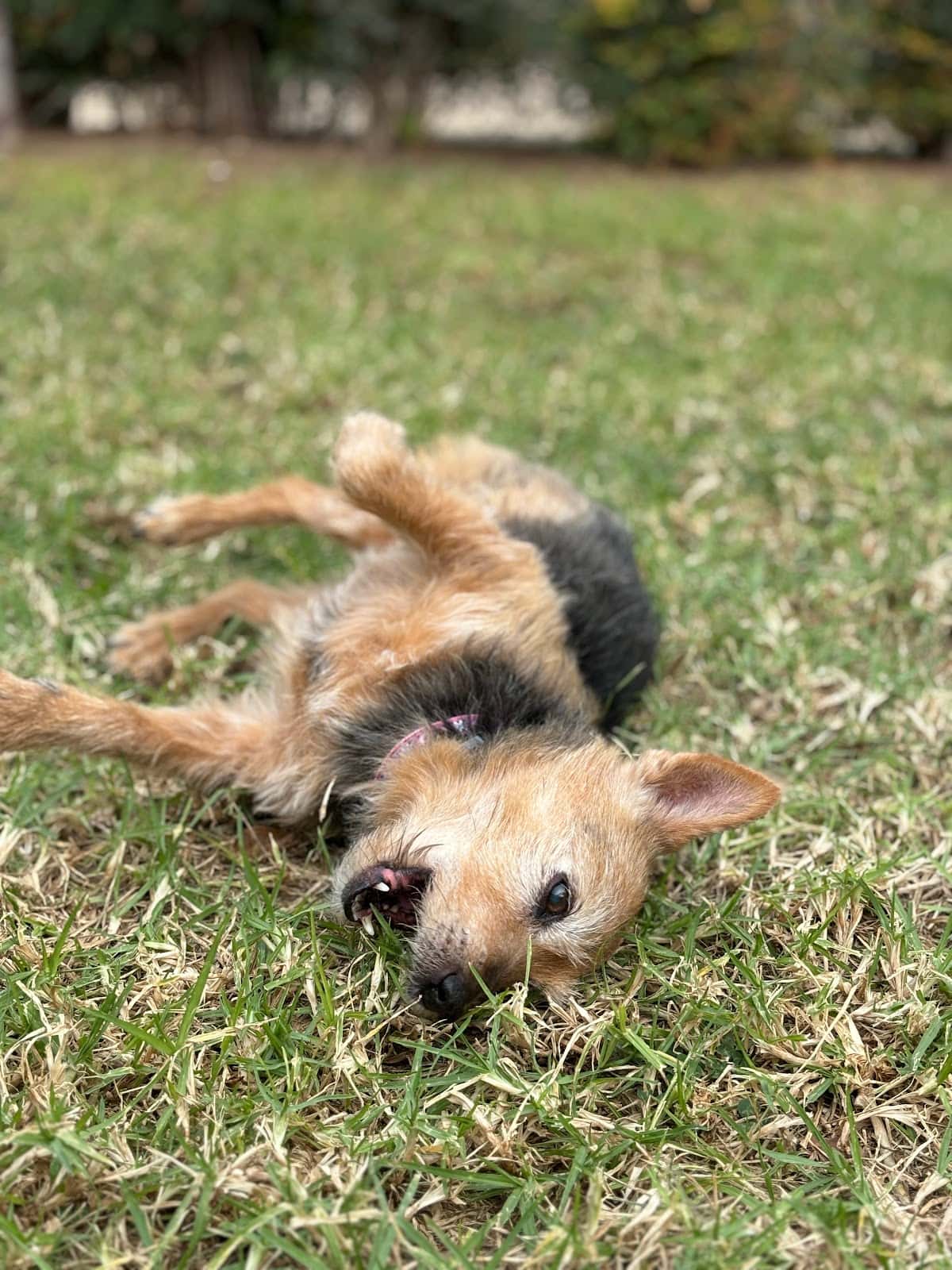 clinica veterinaria la pau veterinario clinica en altea en alicante principalImage ADOPTA Sitios Pet Friendly