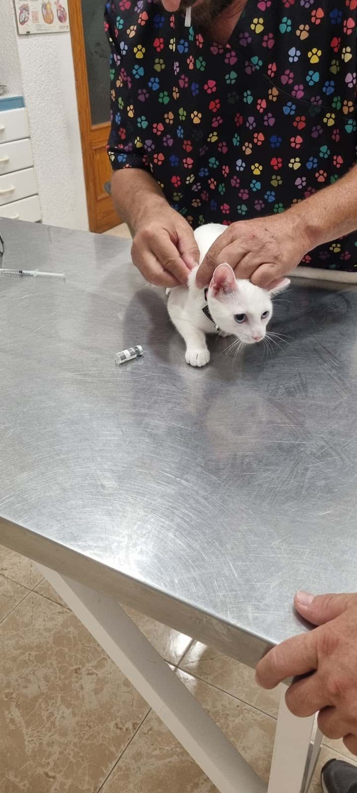 Centro Veterinario Albeitar | Veterinario Javea