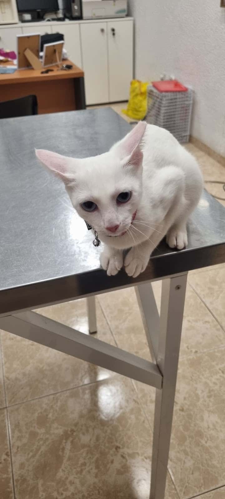 Centro Veterinario Albeitar | Veterinario Javea